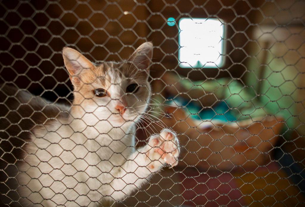 Cat clawing at the net of a cage