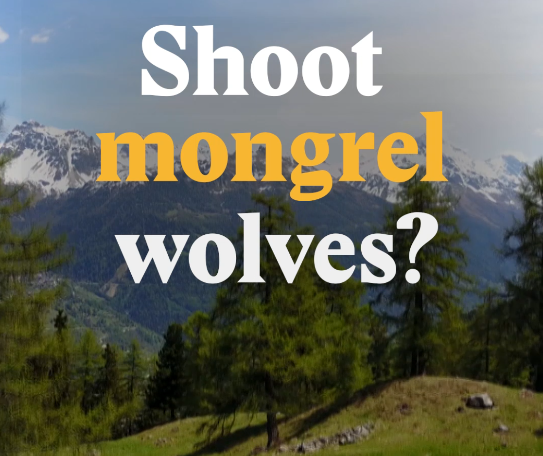 A cover image for a Nouvo video about wolves preservation in Switzerland.