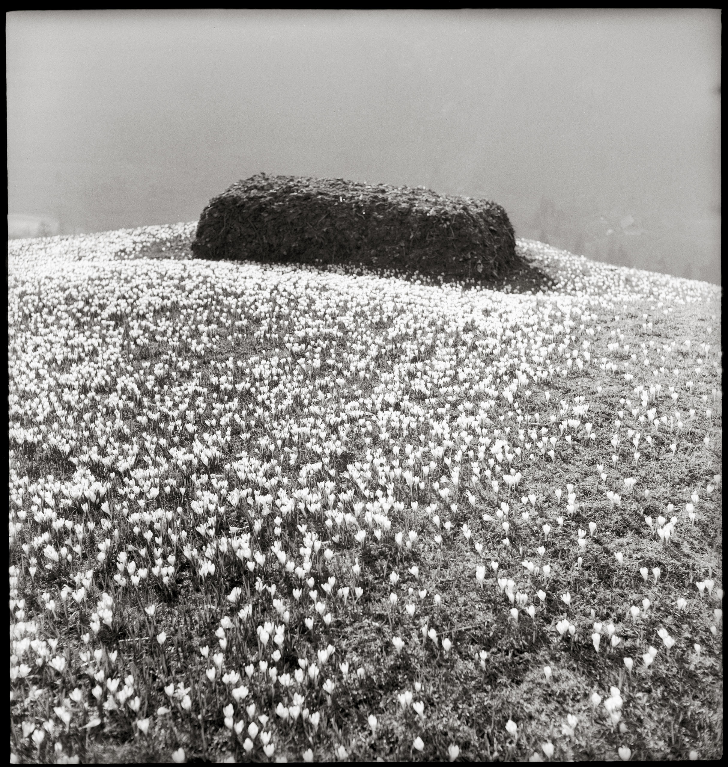 クロッカスの花畑に囲まれた堆肥の山
