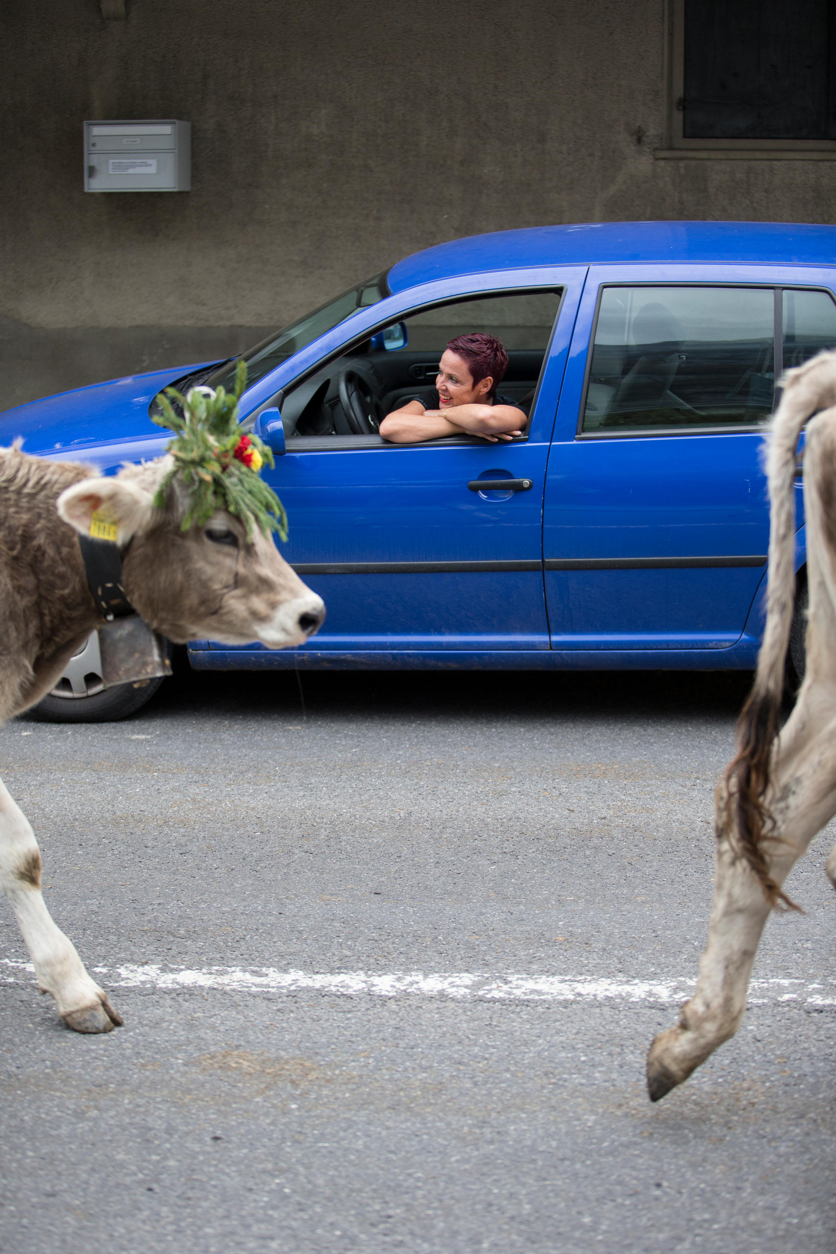 una donna osserva dal finestrino di un auto il passaggio delle mucche