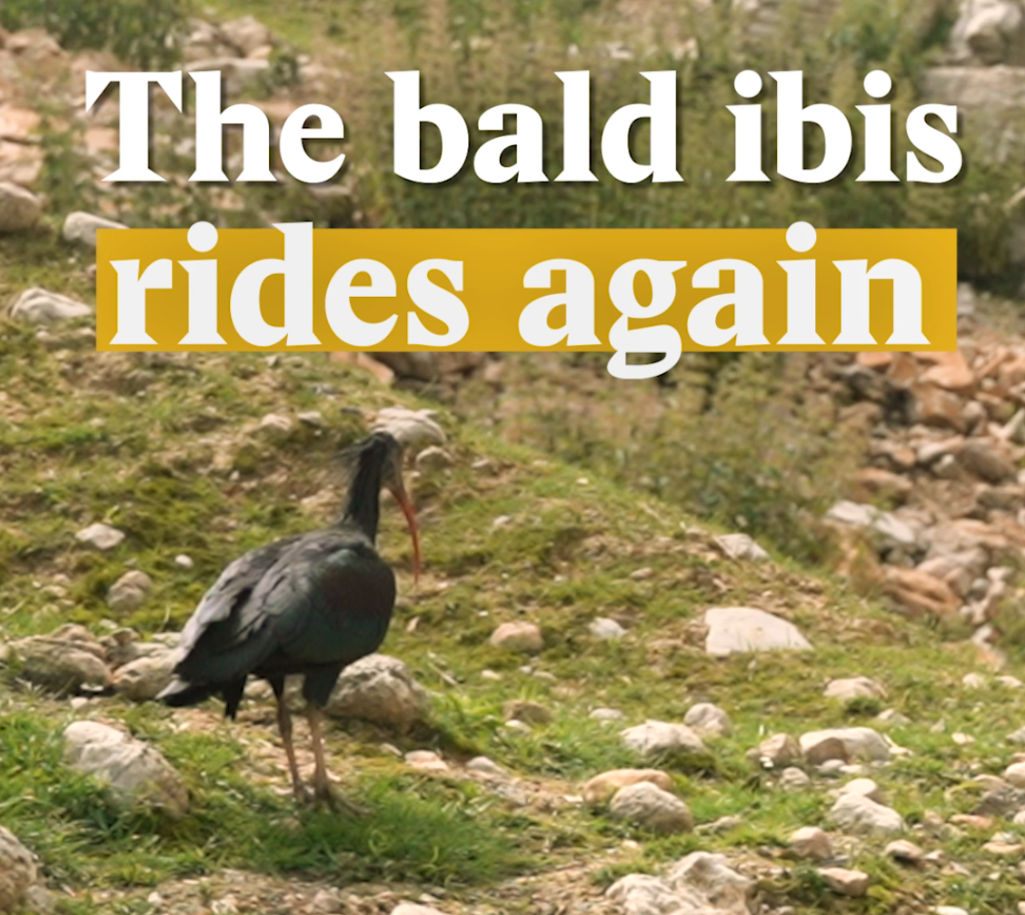 A cover image for a Nouvo video about reintroducing the Bold Ibis into Switzerland.
