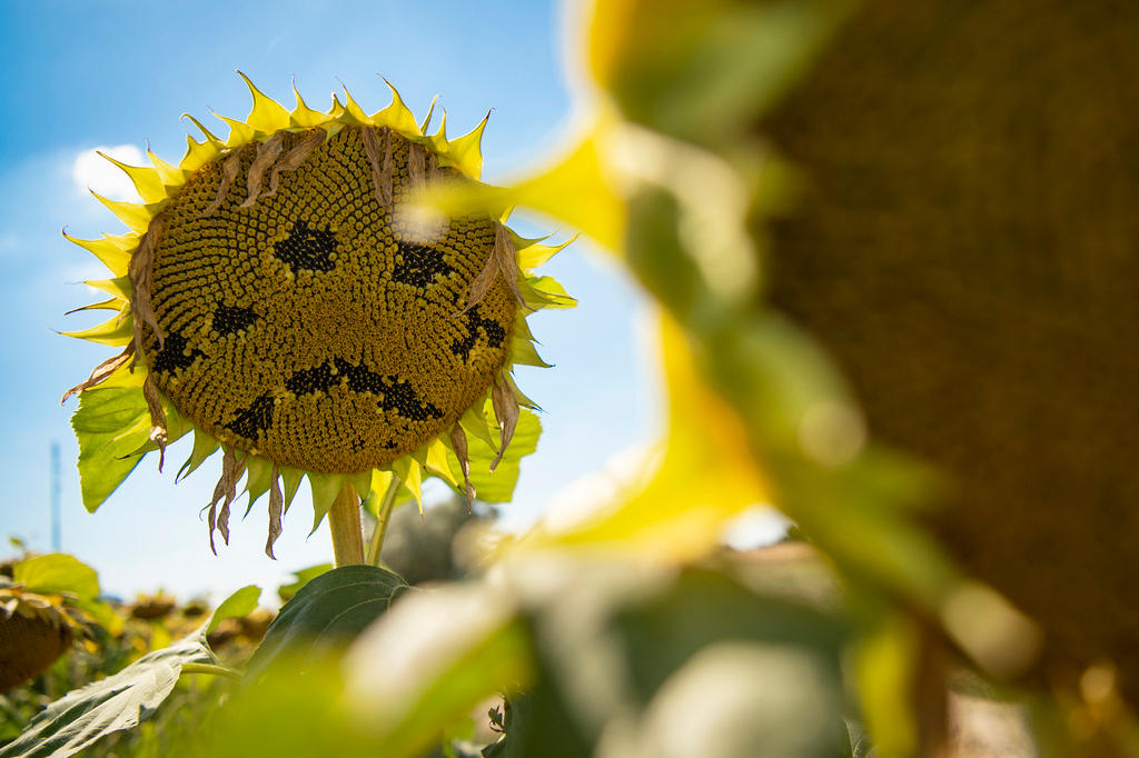 Sonnenblume am verwelken