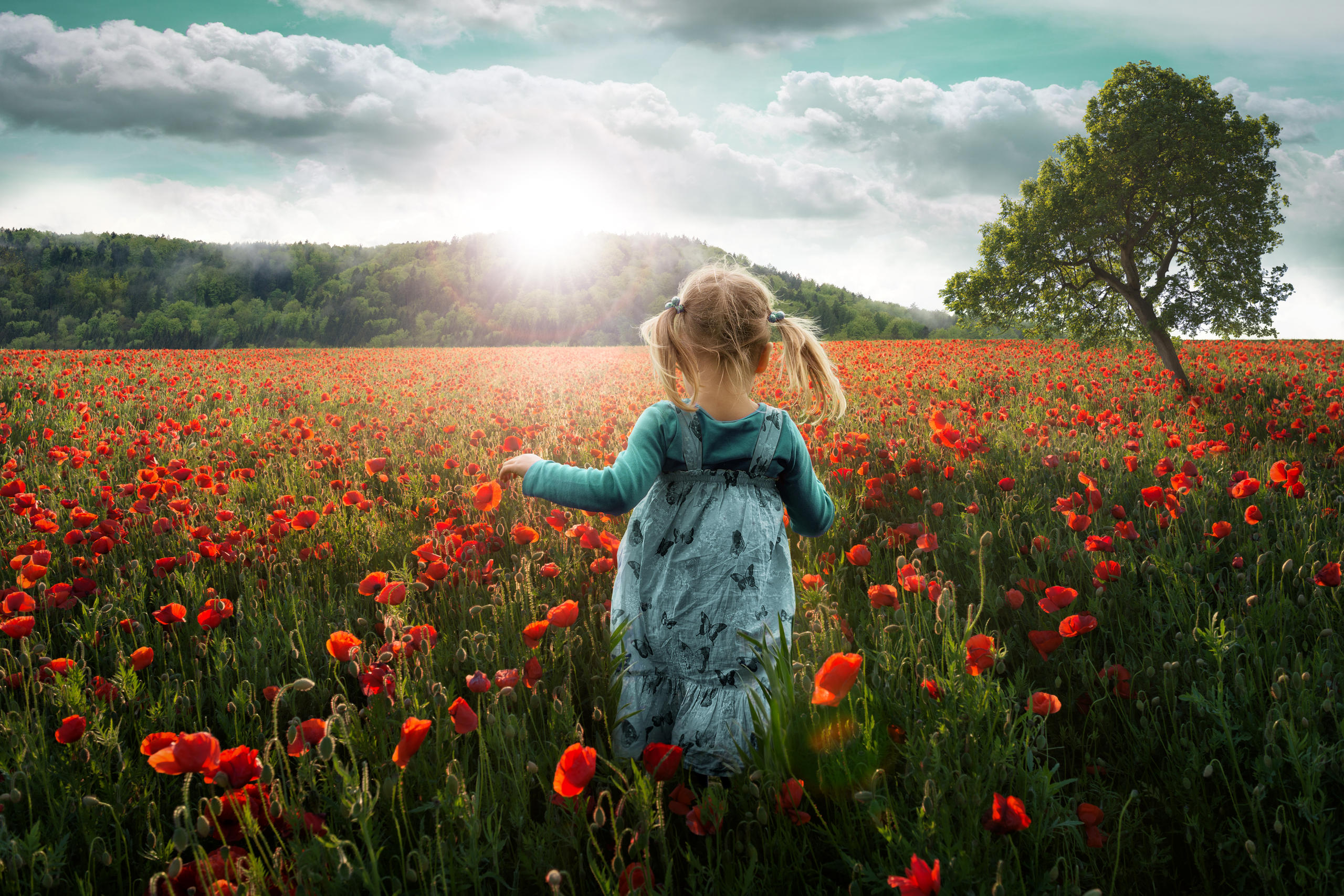 小女孩在红花的田野