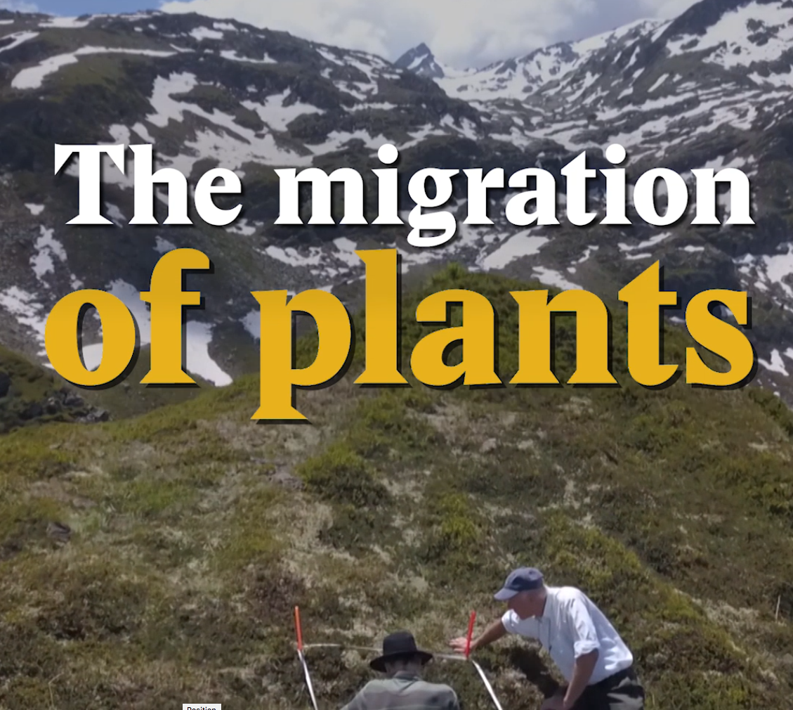 A cover image for a Nouvo video about the migration of plants in Switzerland.