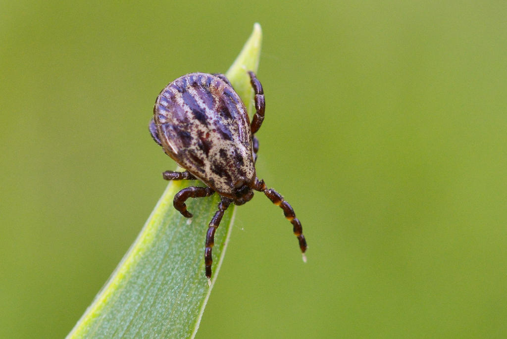 A picture of a tick