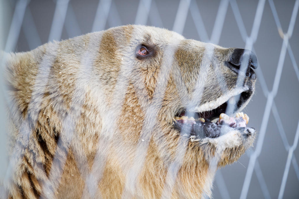 a bear