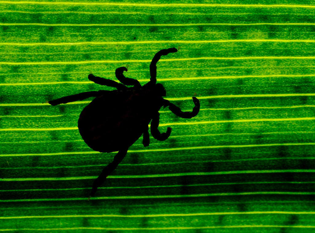 a picture of a tick on a leaf