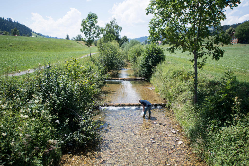 A man evacuating fish from a brook in central Switzerland