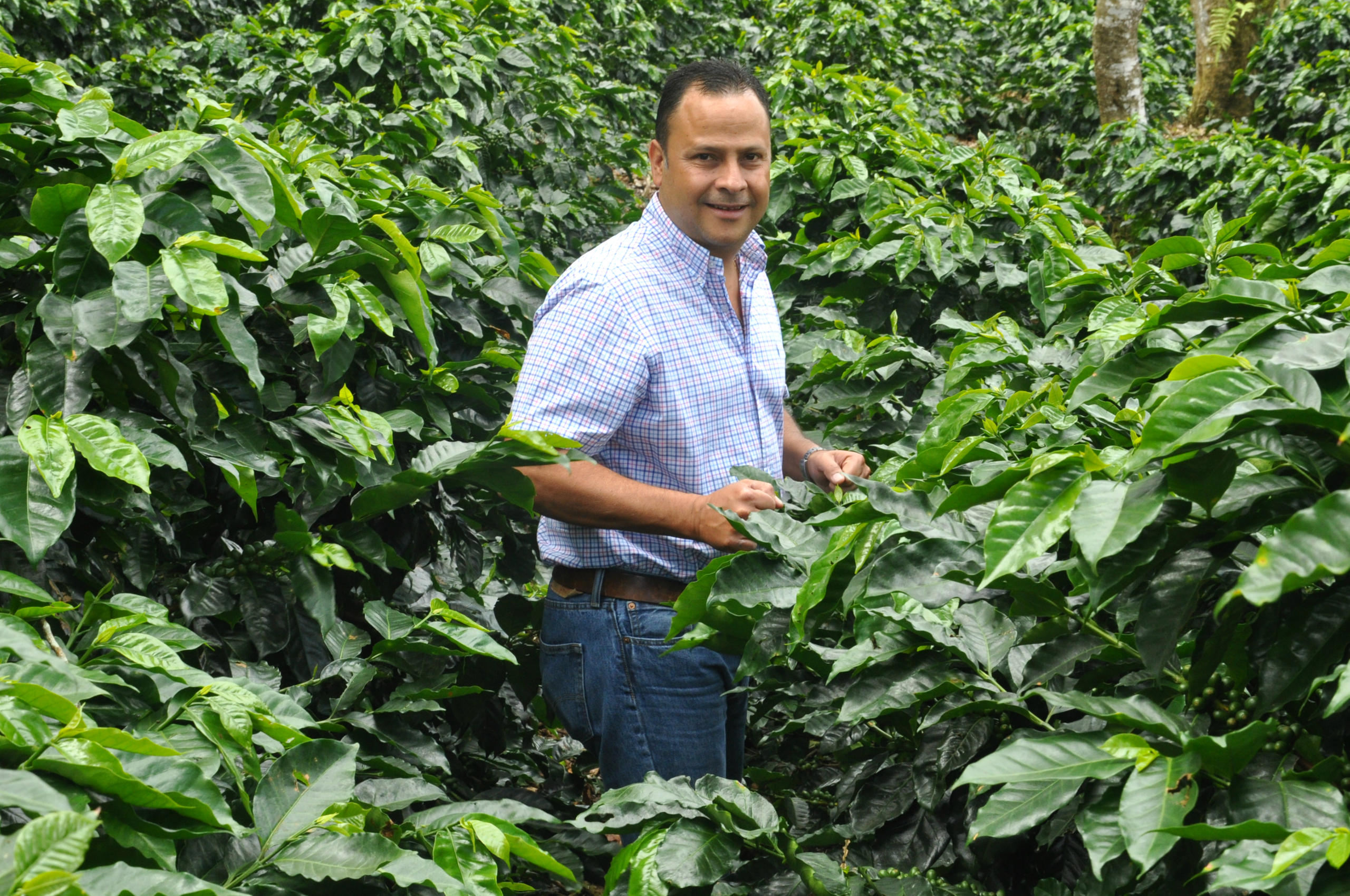 Victor Robelo in mezzo a una piantagione di caffé.