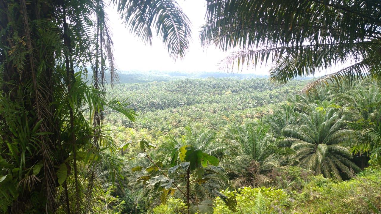 Land that the Dayak Hibun tribe in Borneo claims was usurped without consent for palm oil plantations.