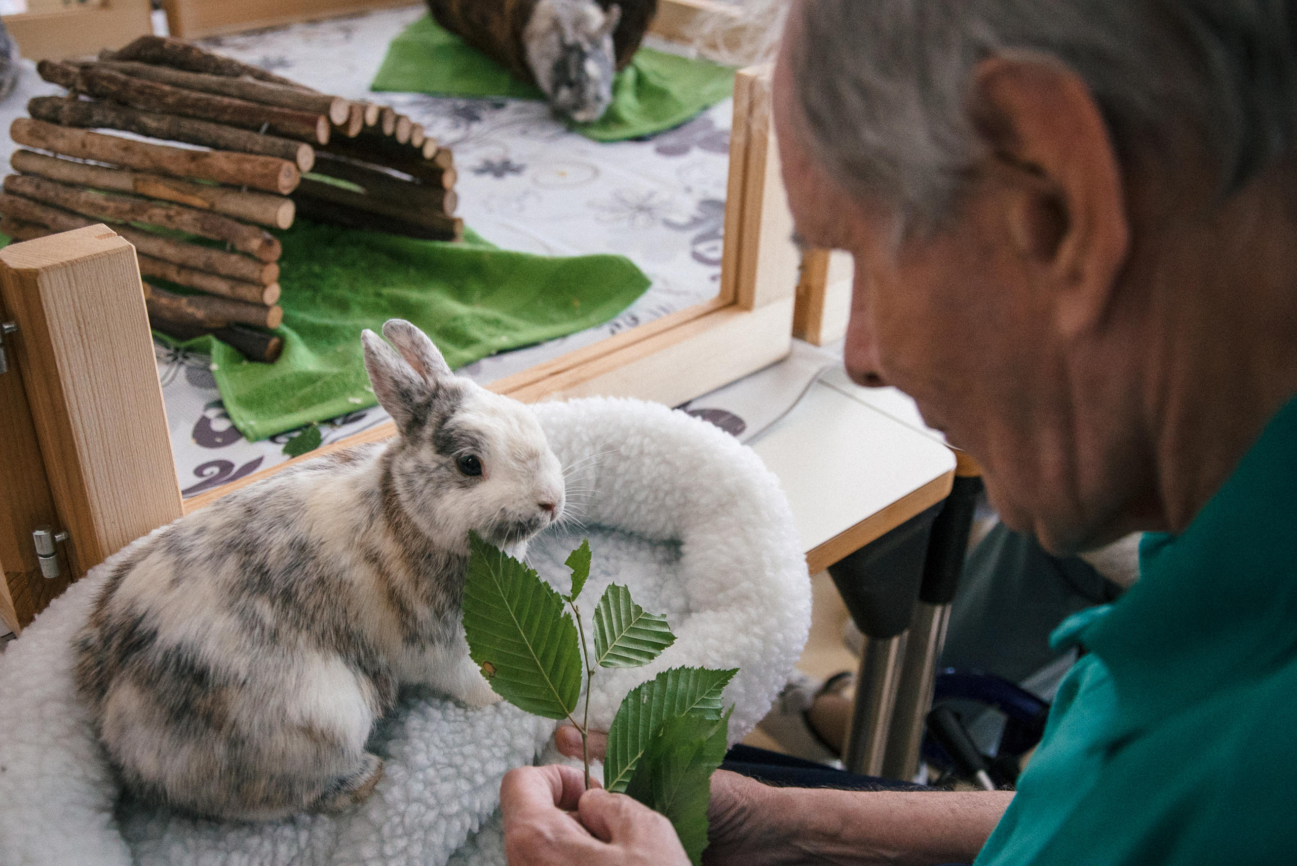 Man feeding bunny