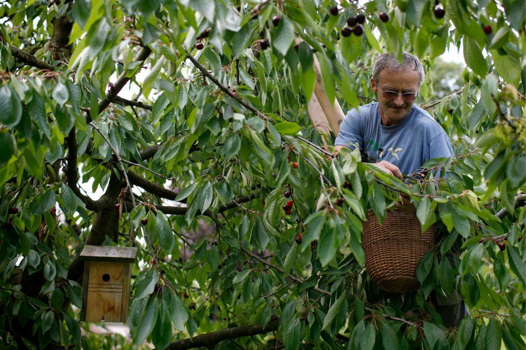 Ein Mann steht auf einer Leiter mitten in einem Kirschbaum.