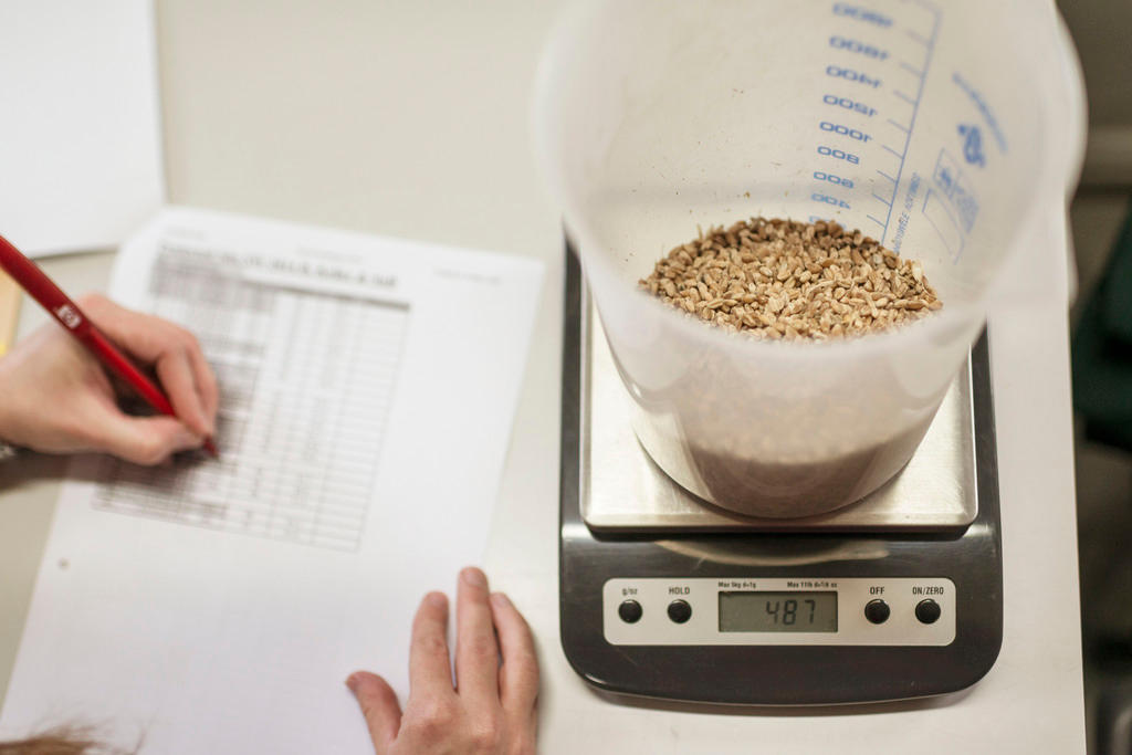 Genetically modified wheat from a Swiss research centre is weighed