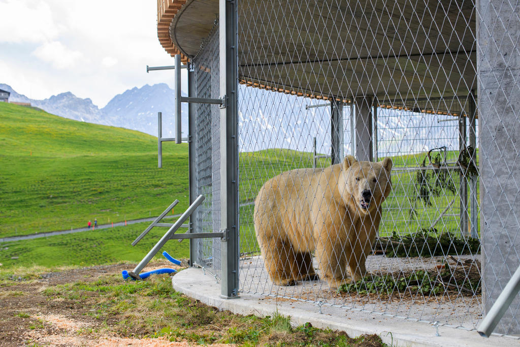 L orso Napa in una grande gabbia ad Arosa, in quarantena, prima di poter essere liberato nel grande parco dedicato agli orsi