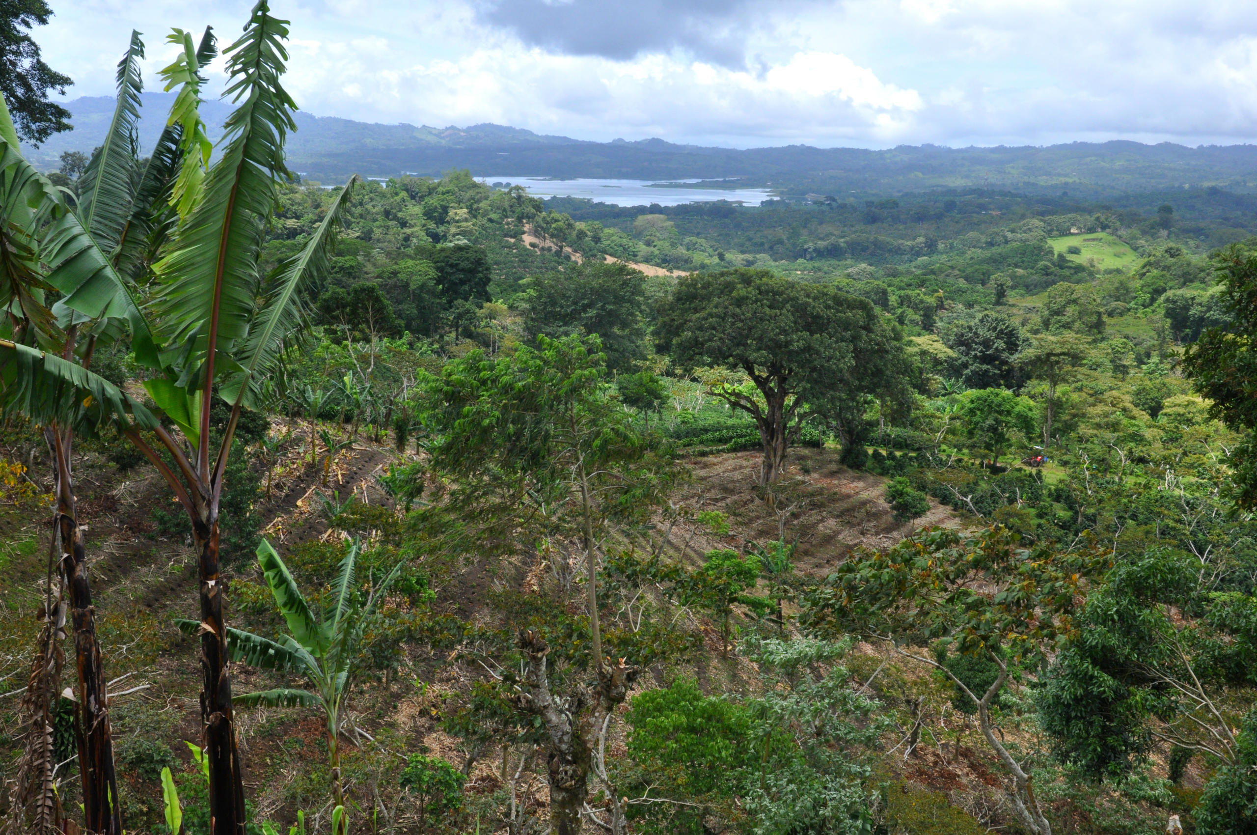 Paesaggio collinare con coltivazioni di caffé in Nicaragua.