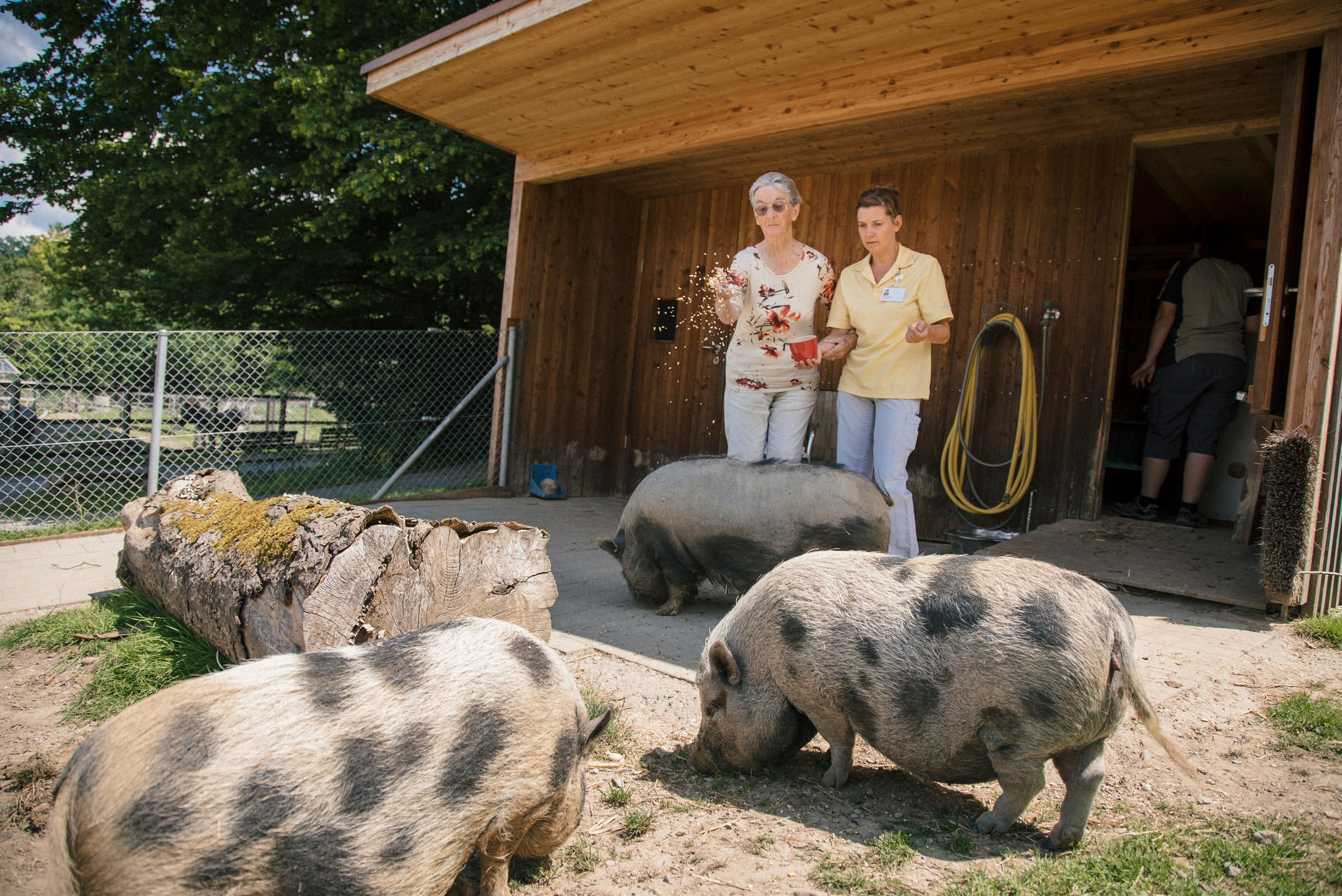 pigs