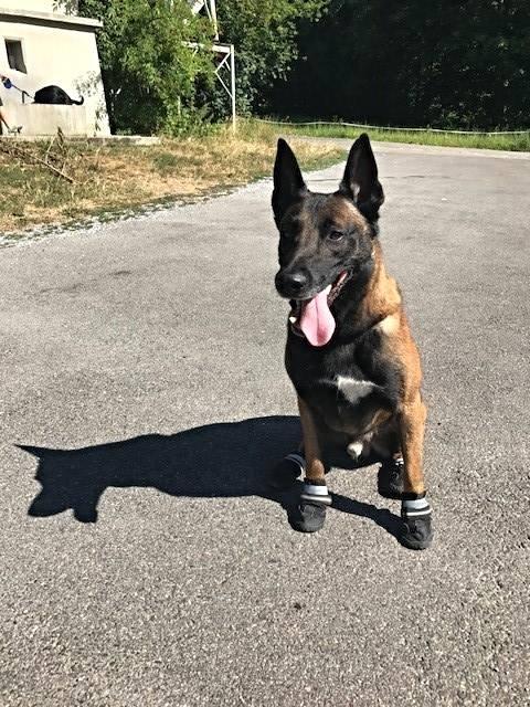 German shepherd with shoes