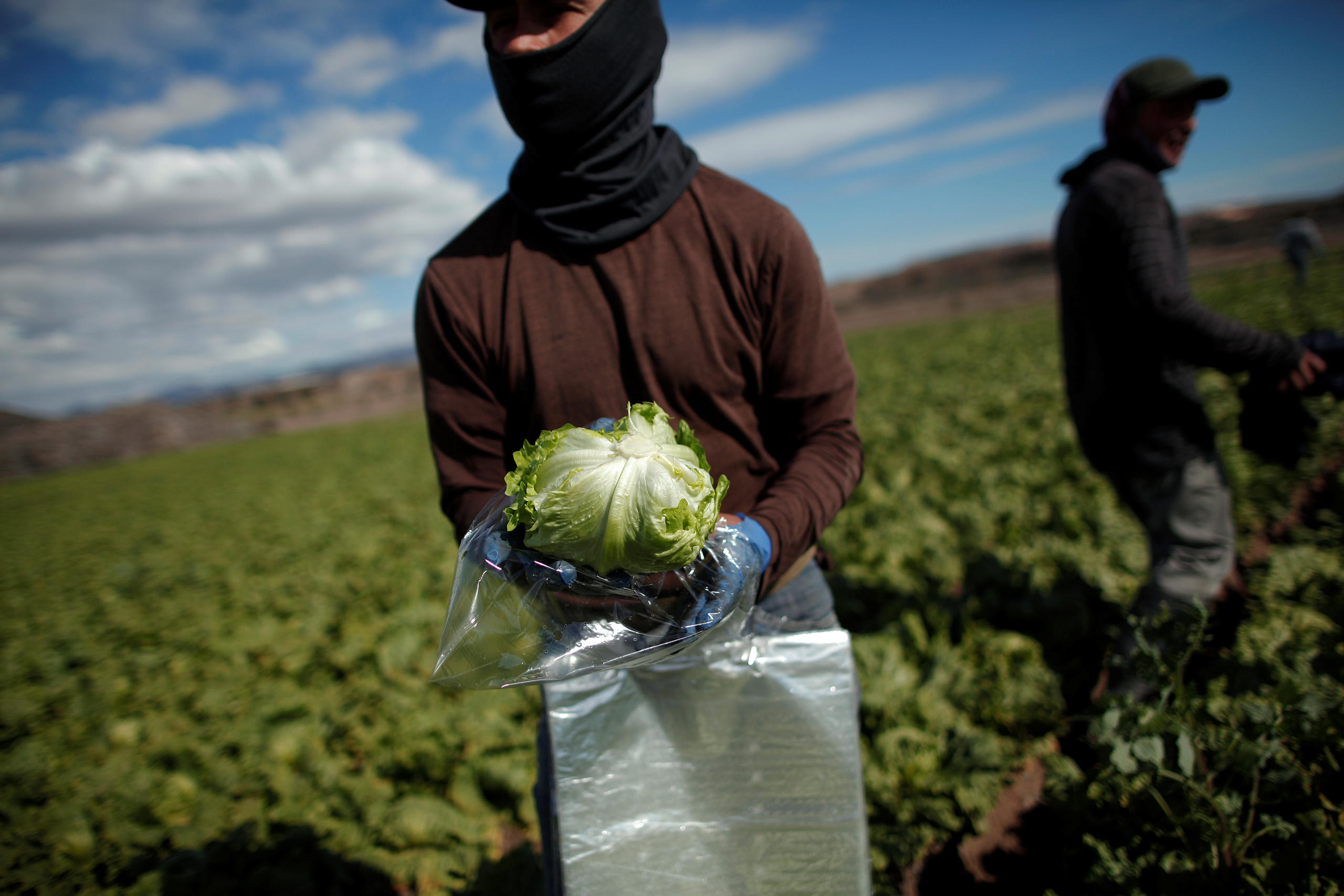 A worker wraps an iceberg lettuce at a lettuce plantation in Spain