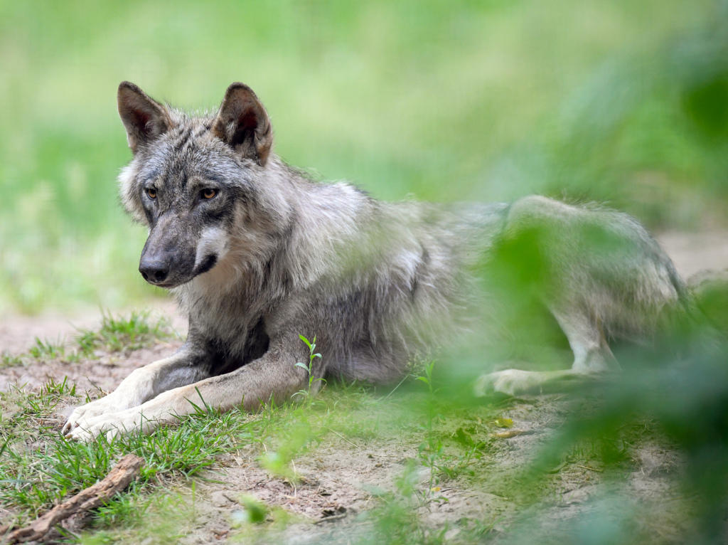 A wolf lying down