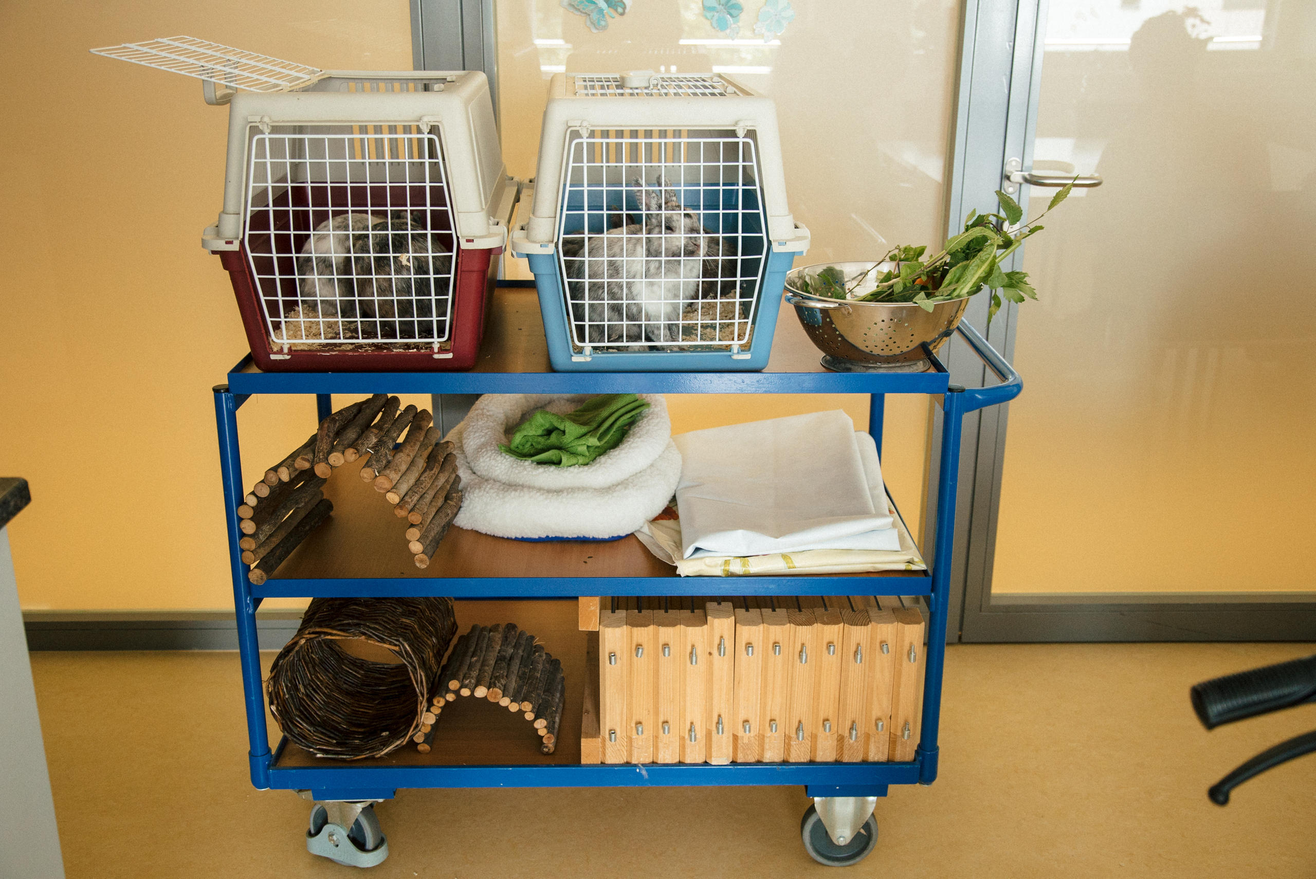 Rabbits in cage on cart