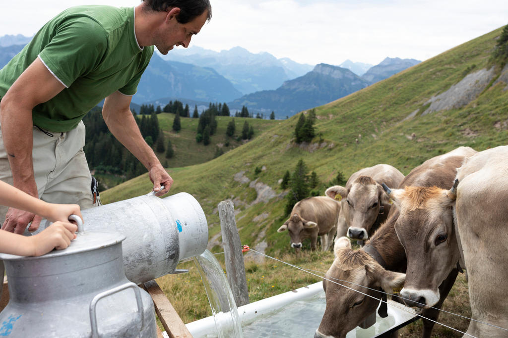 A farmer gives cows water