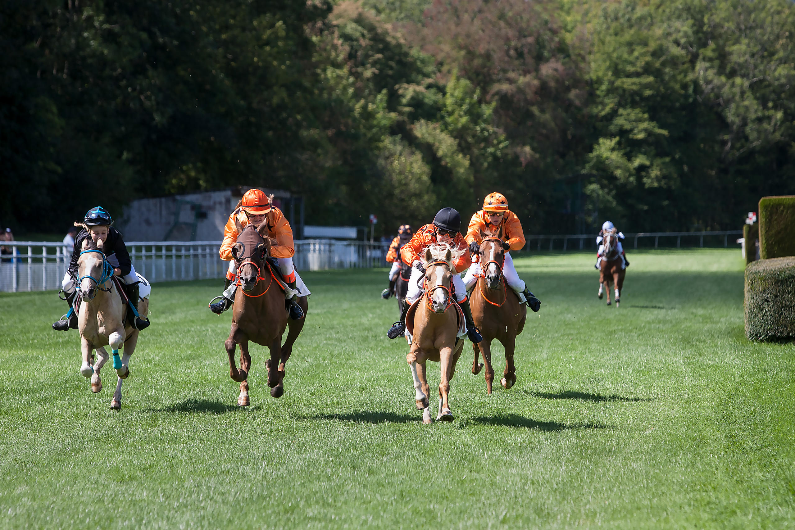 Ponyrennen Pfrederennen Aarau