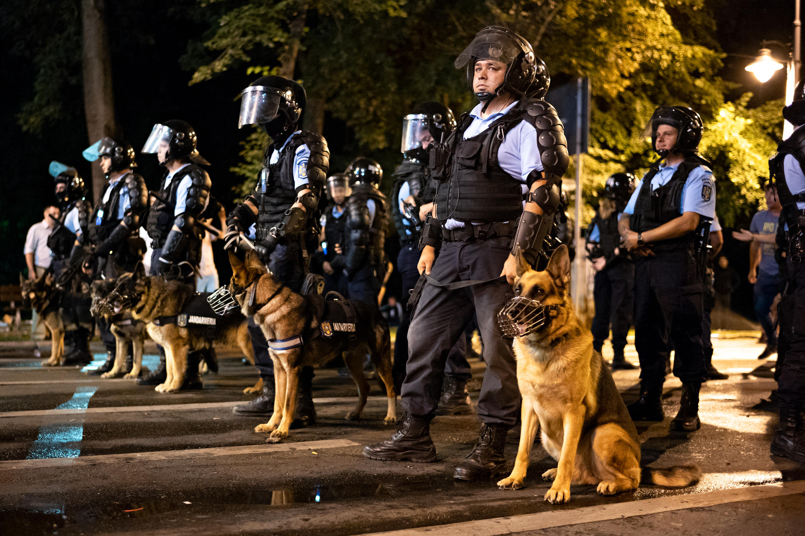 Kordon von Bereitschaftspolizisten mit Schäferhunden an der Demo in Bukarest