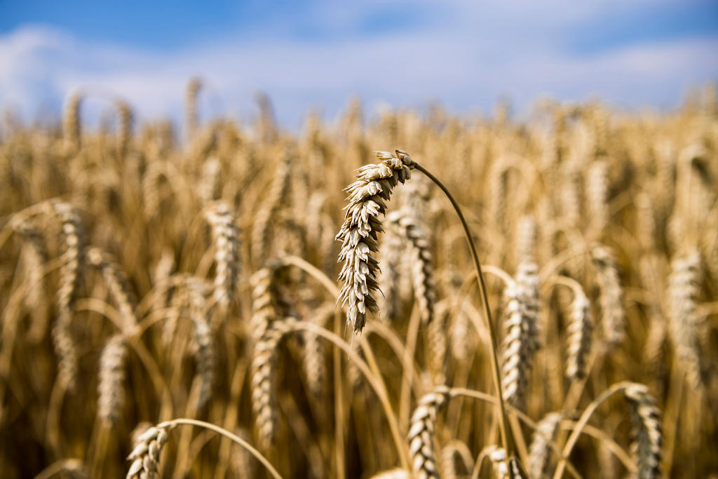 wheat crop