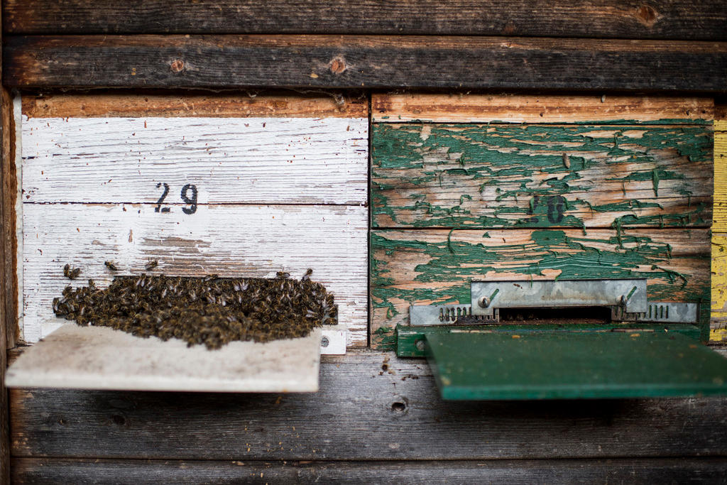 Bees