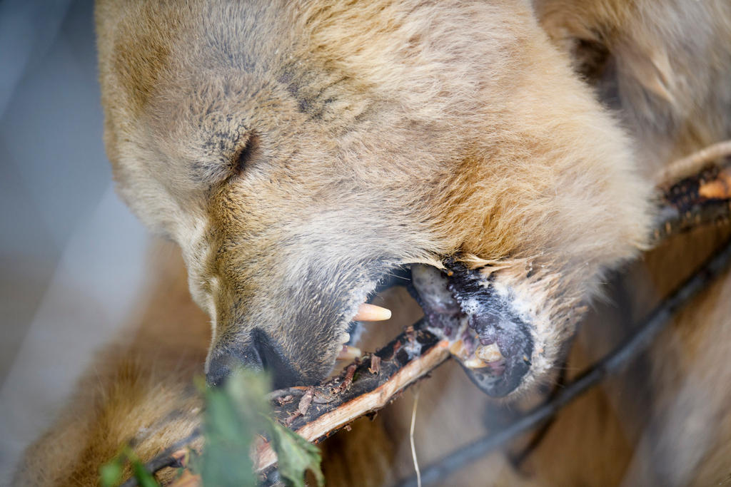 木の枝を噛むクマのナパ