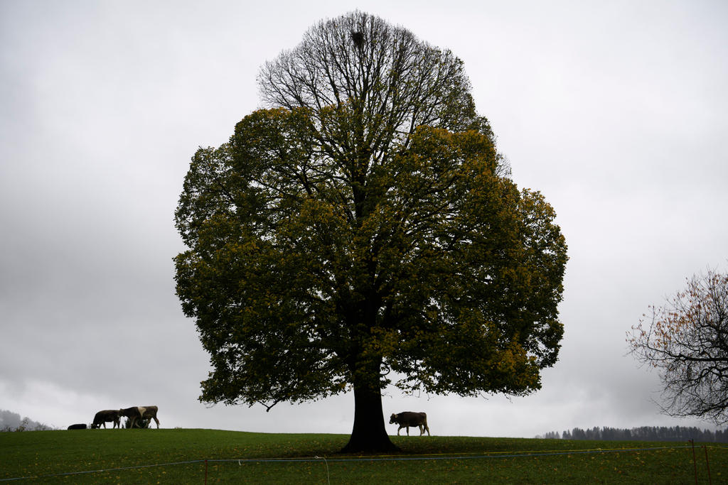 large tree in meadow