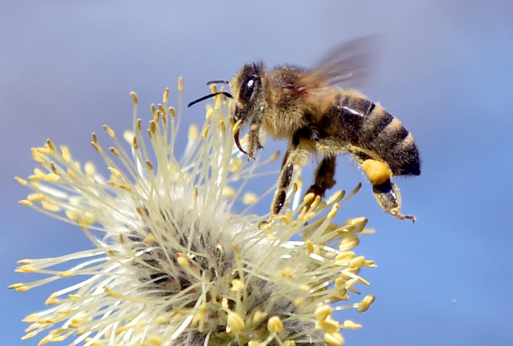 honey bee on a flower