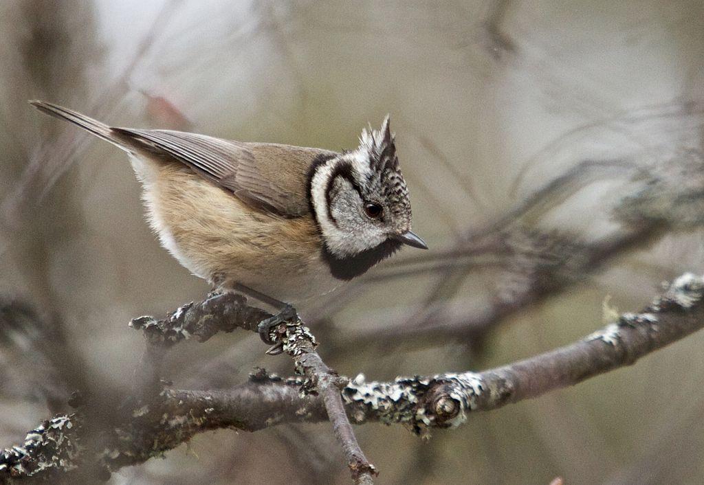 bird on branch