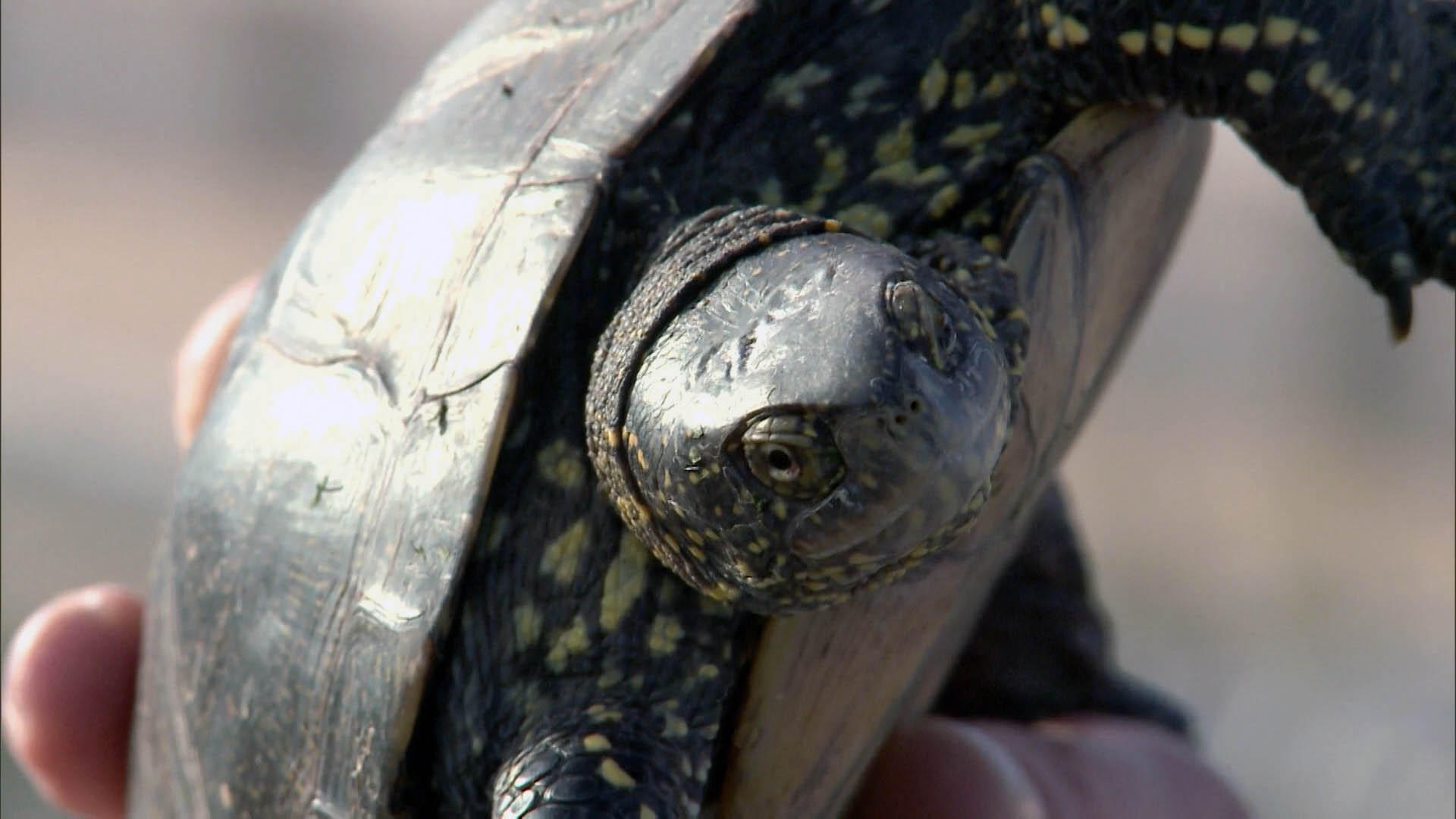 European pond turtle