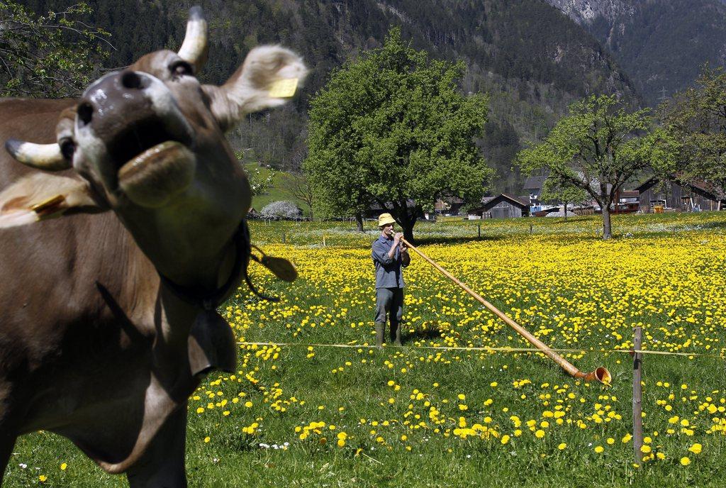 An organic farmer plays the Alphorn while a cow stands nearby