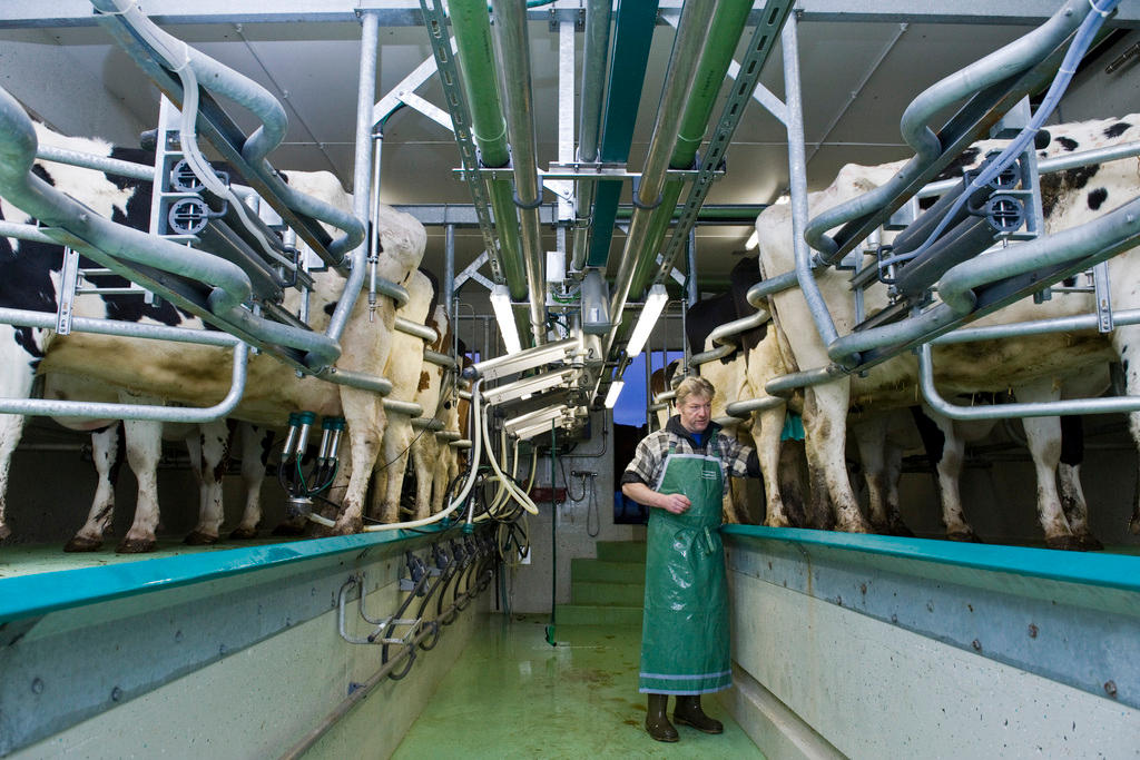 Man attaching milking machines onto udders of his cows