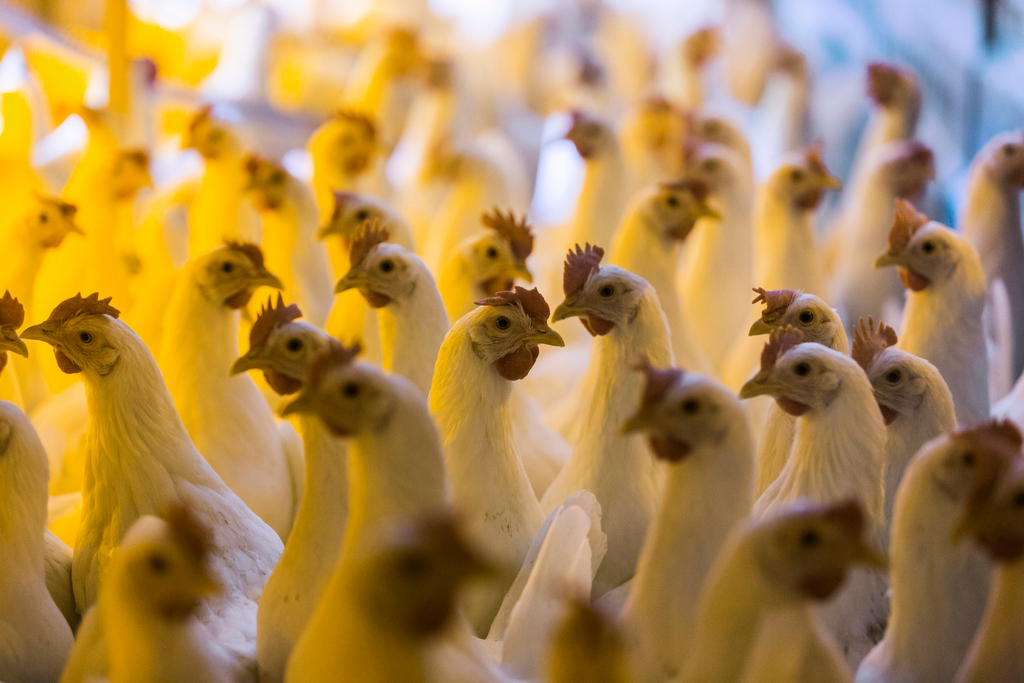 Gallinas en una granja