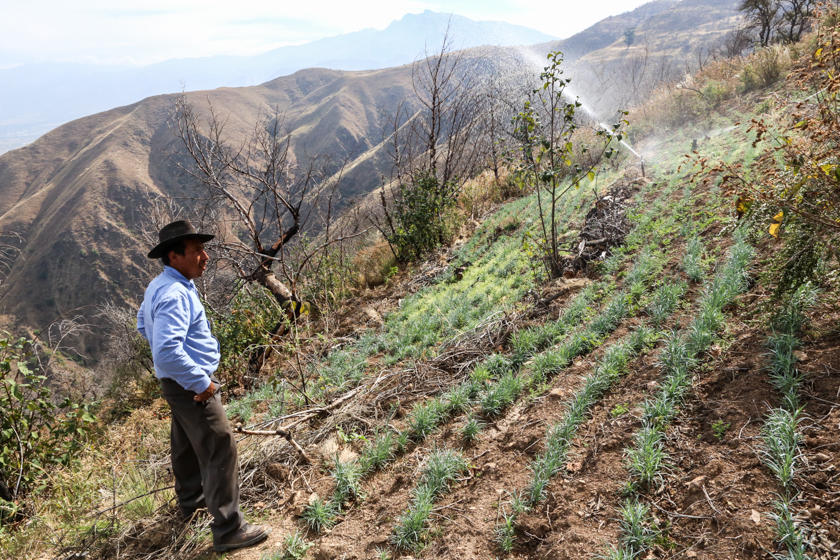 Camponês em uma plantação de barranco sendo irrigada