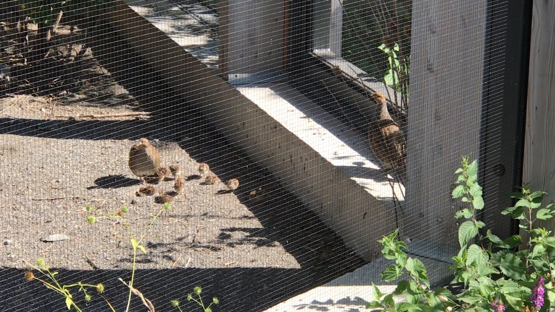 tiny birds with parents