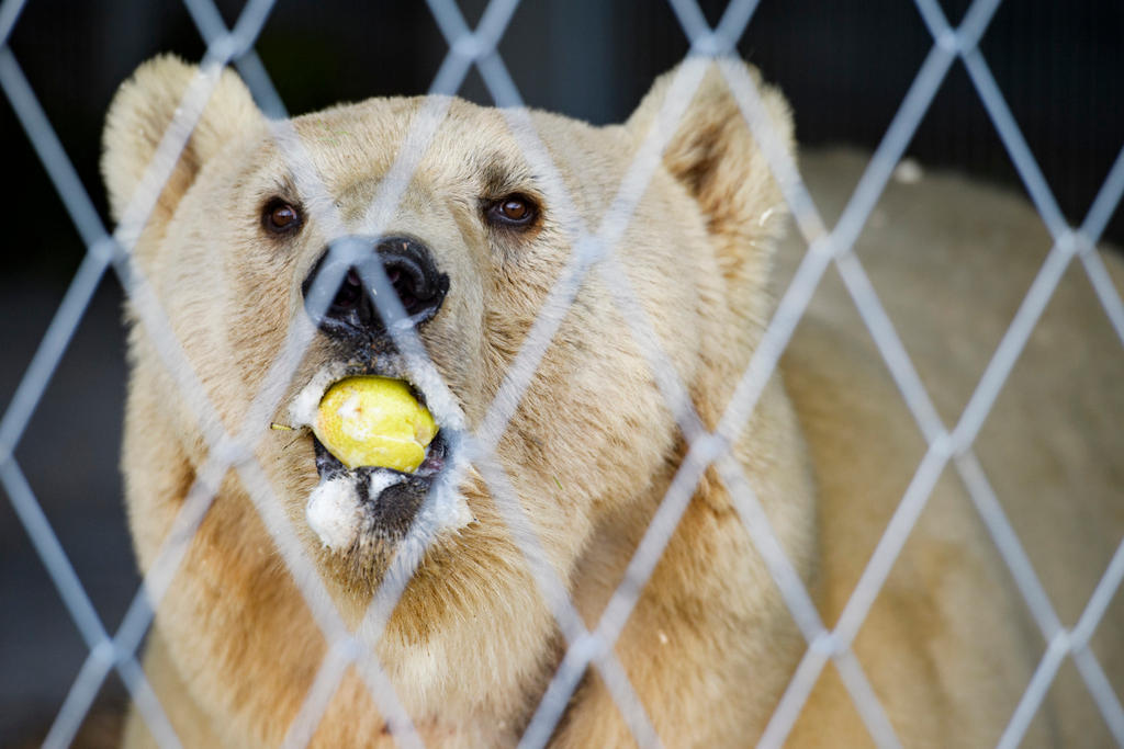 L orso Napa del centro di protezione di Arosa