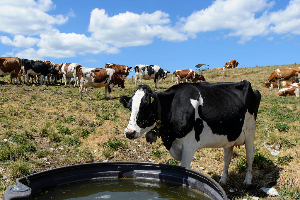 Cows by a water reservoir in the Alps