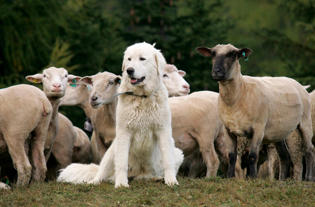 Sheep and sheepdog