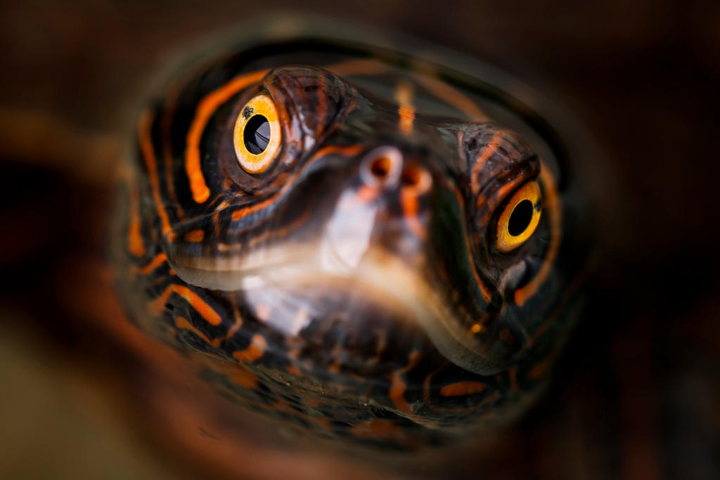 Close up of the yellow eyes of a turtle