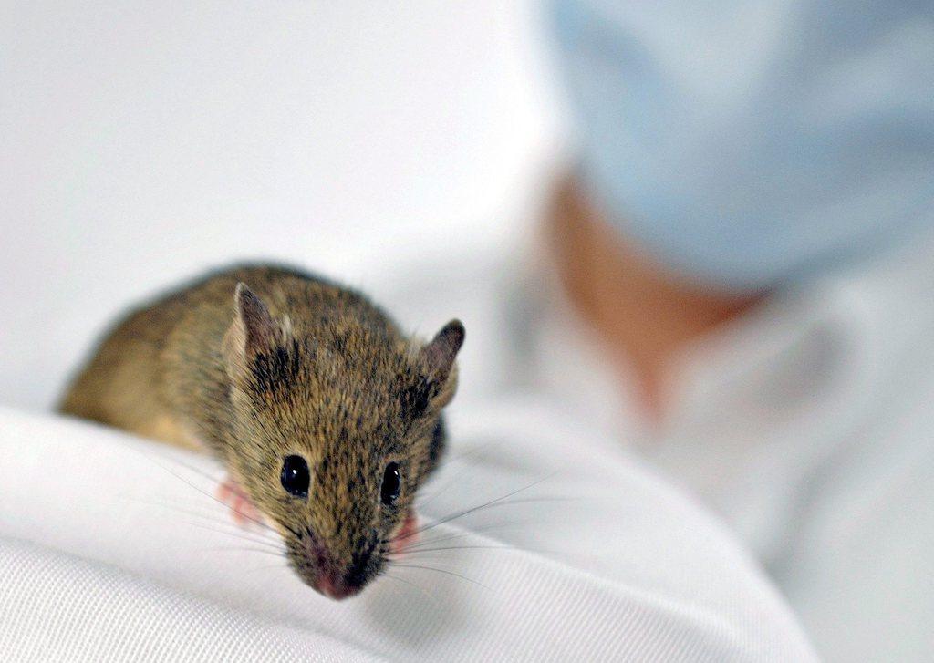 A brown lab mouse being held by a scientist at the university in Muenster, Germany.