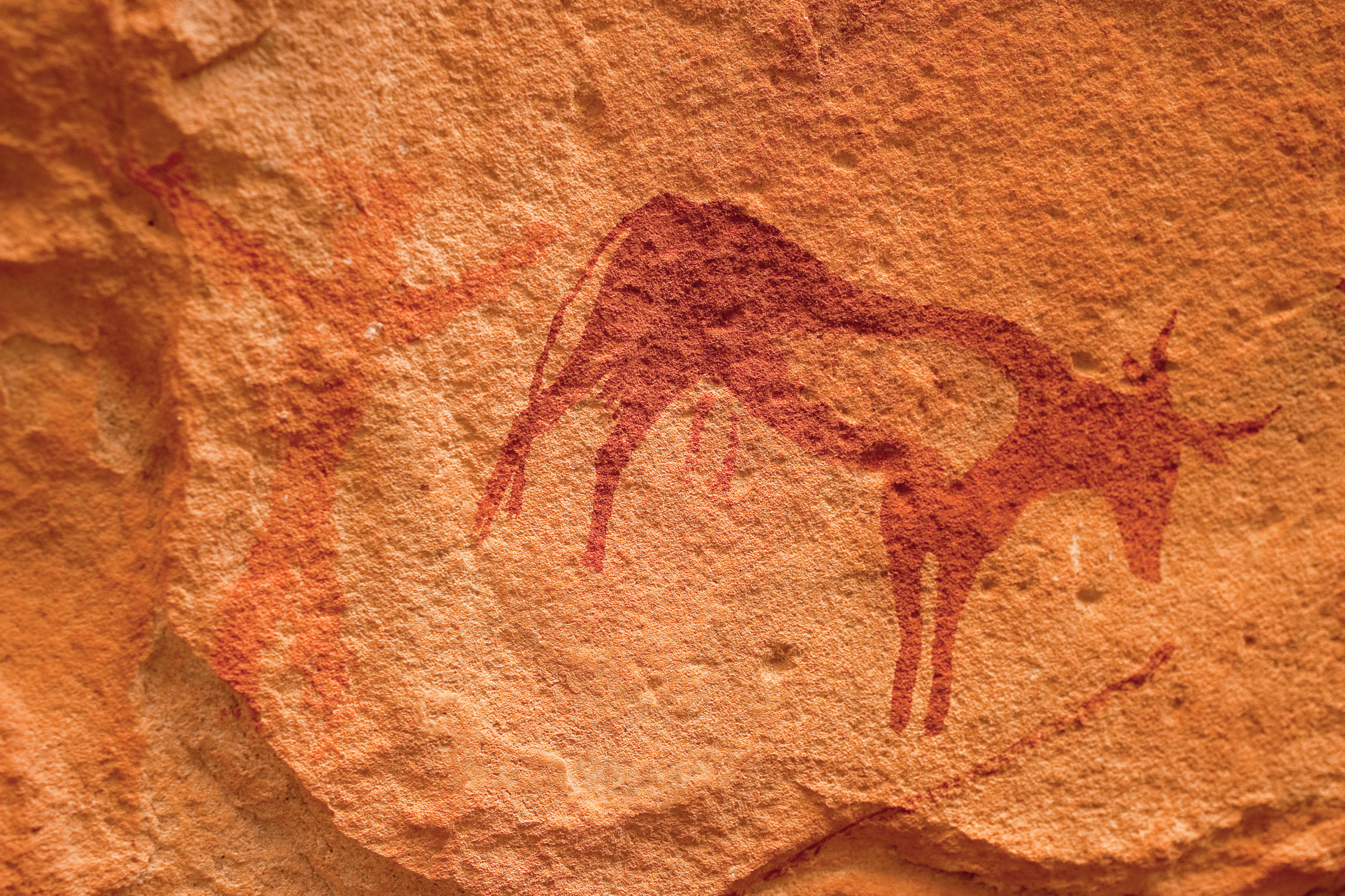 Vache dessinée sur un mur en ocre