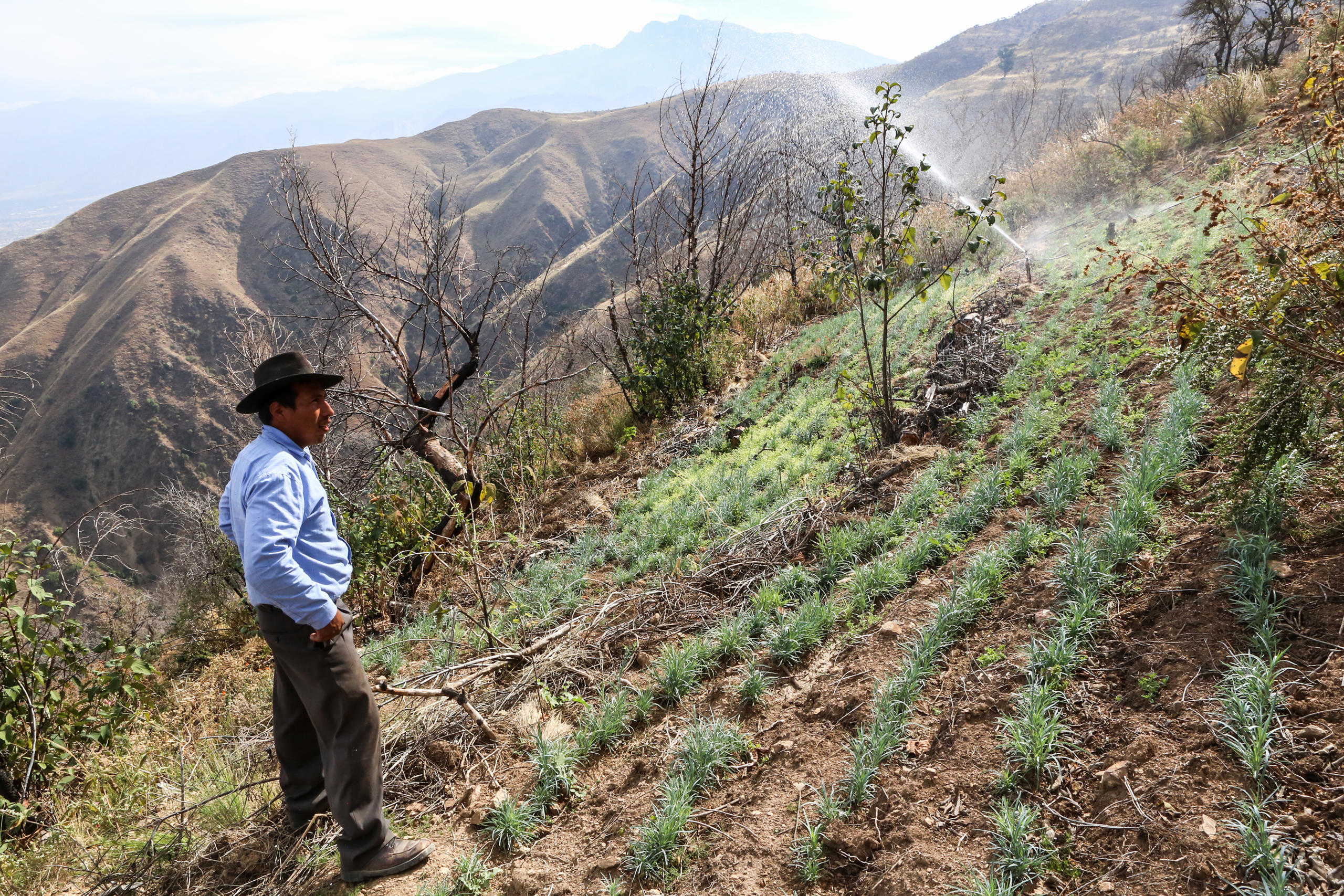 Campesino en sembradío irrigado