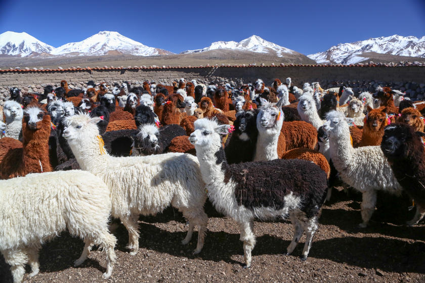 Rebaño de alpacas