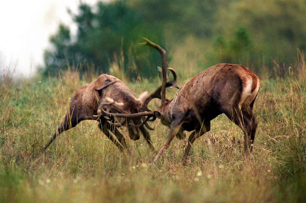 Zwei Hirschbullen kämpfen um die Vorherrschaft über die Weibchen in ihrem Revier