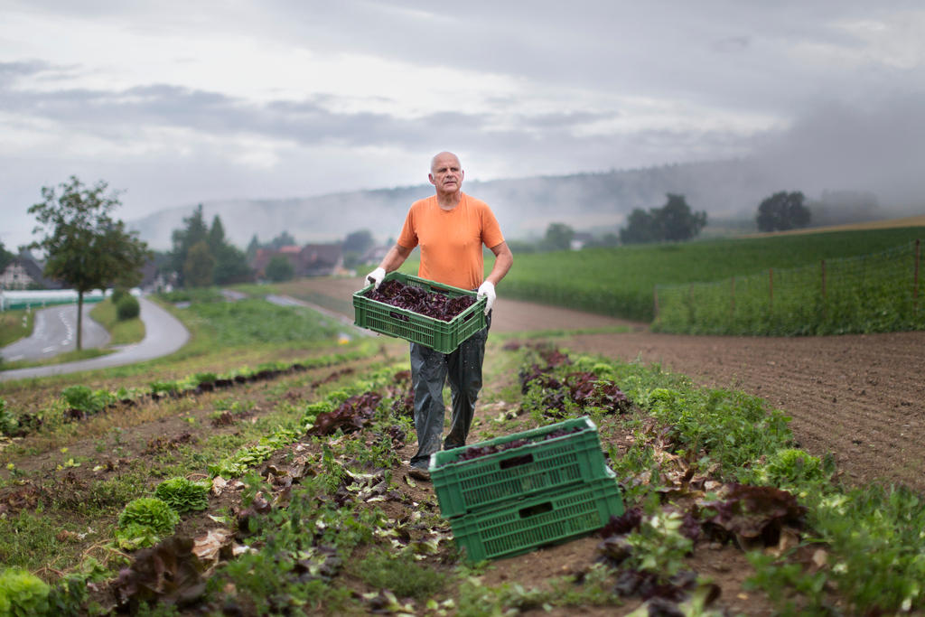 Un agriculteur dans un champ de légumes