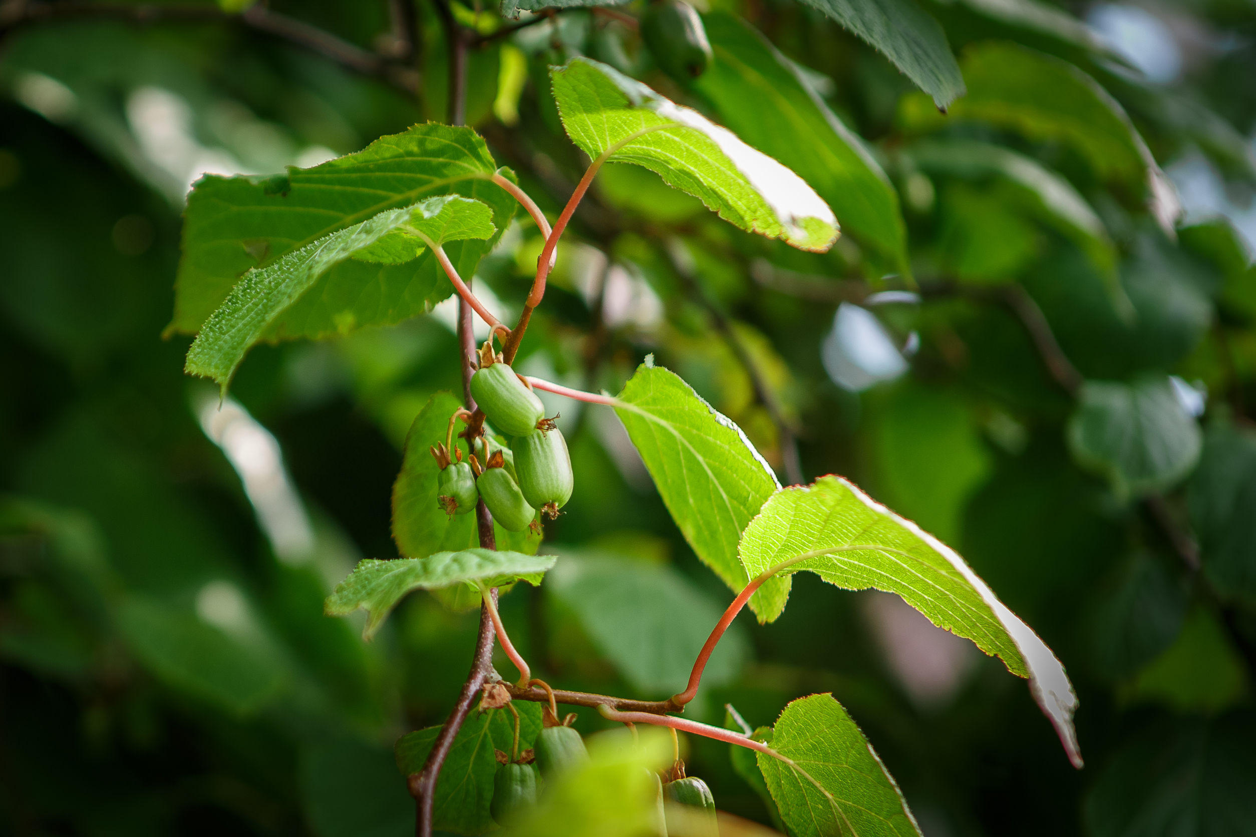 Mini Kiwis